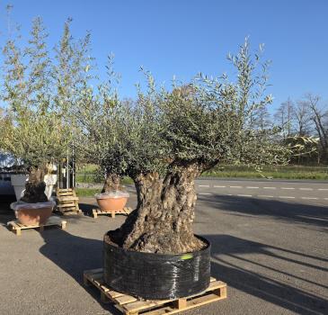 Preview: Olivenbaum Hojiblanca  220 cm -  ( ca. 200 Jährig) mit super dickem knorrigem Stamm Nr.91